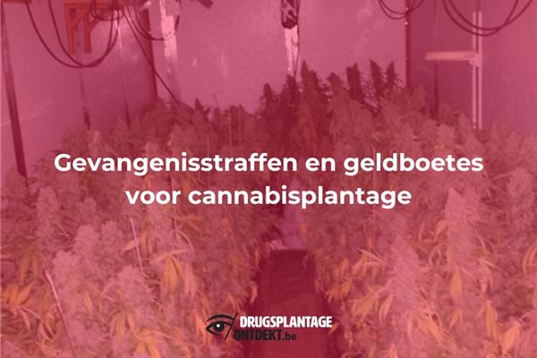 Morkhoven - Gevangenisstraffen en geldboetes voor cannabisplantage